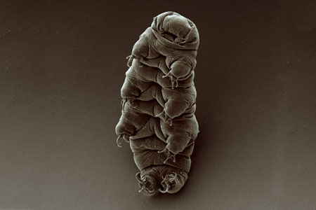צילום של דובון מים במיקרוסקופ אלקטורנים | בוב גולדסטין וויקי מאדן UNC